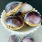 Purple cowrie shell trinket boxes in a white dish, close up