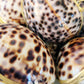 Pile of tiger cowrie shell trinket boxes