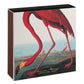 The American Flamingo  Safety Matches