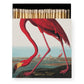 The American Flamingo  Safety Matches