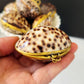 Tiger cowrie shell trinket box in hand, top view