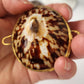 Polished limpet shell trinket box, top view